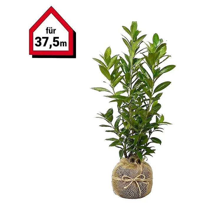 Piardino Kirschlorbeer Caucasica - 80 cm - 100 cm, Prunus laurocerasus 'Caucasica', 75 Stk. - Grüne Pflanze mit Blättern, Wurzelballen in Jutestoff gewickelt. Symbol: „für 37,5m“.