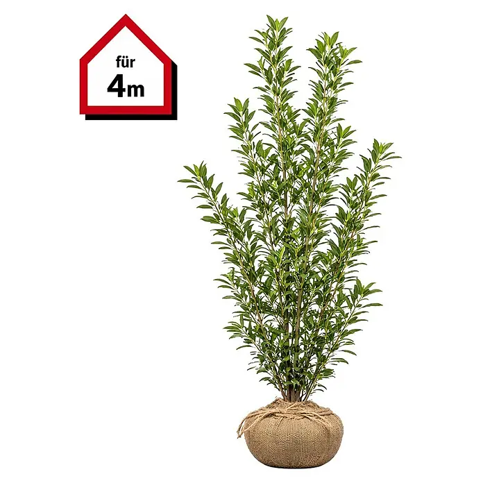 Piardino Kirschlorbeer Caucasica - 200 cm - 225 cm, Prunus laurocerasus  'Caucasica', 8 Stk. online kaufen bei BAUHAUS