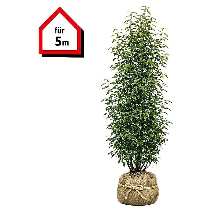 Piardino Portugiesische Lorbeerkirsche Angustifolia - 175 cm - 200 cm, Prunus lusitanica 'Angustifolia', 6 Stk. - Hohe Blattpflanze im Jutesack, beschriftet mit „für 5m“.