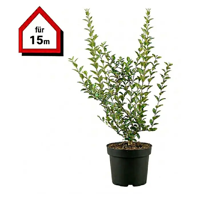Piardino Liguster - 60 cm - 80 cm, Ligustrum ovalifolium, 75 Stk. - Grüne Topfpflanze mit dichtem Laub in schwarzem Topf, mit rotem hausförmigem Etikett 'für 15m'.
