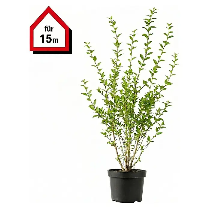 Piardino Liguster - 80 cm - 100 cm, Ligustrum ovalifolium, 60 Stk. - Grünblättrige Pflanze im schwarzen Topf mit rotem Haus-Etikett 'für 15m'.