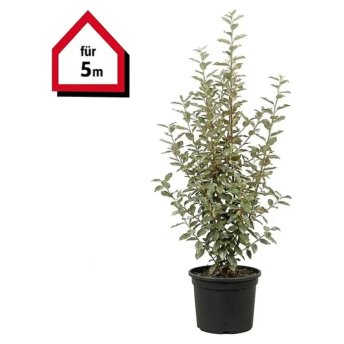 Piardino Wintergrüne Ölweide - 150 cm - 175 cm, Elaeagnus × ebbingei, 10 Stk. - Topfpflanze mit grünen Blättern in schwarzem Topf, mit „für 5m“-Anzeige.