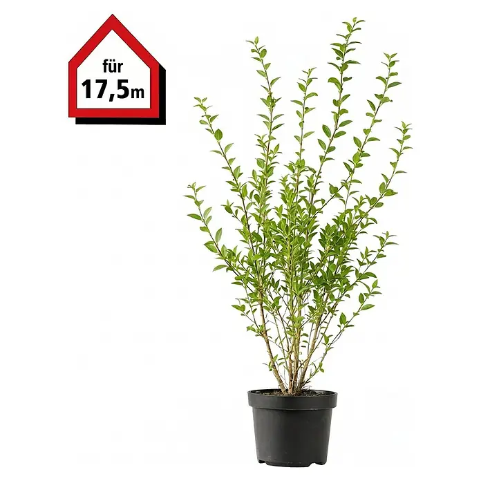 Piardino Liguster - 80 cm - 100 cm, Ligustrum ovalifolium, 70 Stk. - Grüner Strauch im schwarzen Topf, für 17,5m Hecke geeignet.