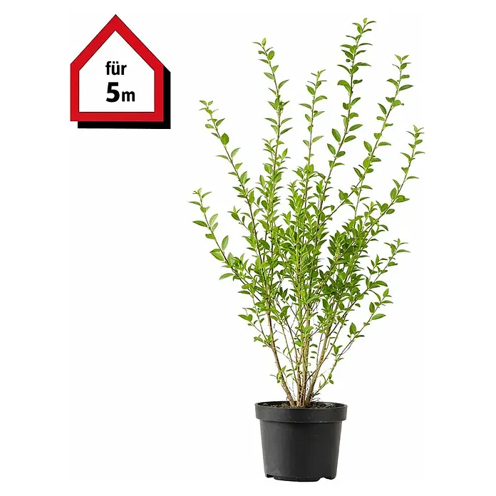 Piardino Liguster - 80 cm - 100 cm, Ligustrum ovalifolium, 20 Stk. - Topfgrüner Strauch im schwarzen Plastiktopf, mit rotem Haussymbol 'für 5m'.