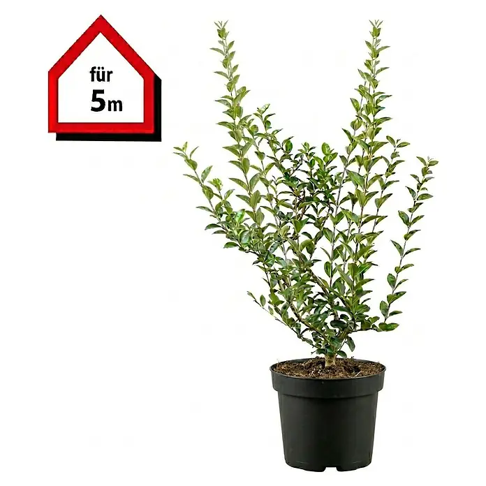 Piardino Liguster - 60 cm - 80 cm, Ligustrum ovalifolium, 25 Stk. - Grüne Blattpflanze in schwarzem Topf, mit hausförmigem Schild "für 5m".