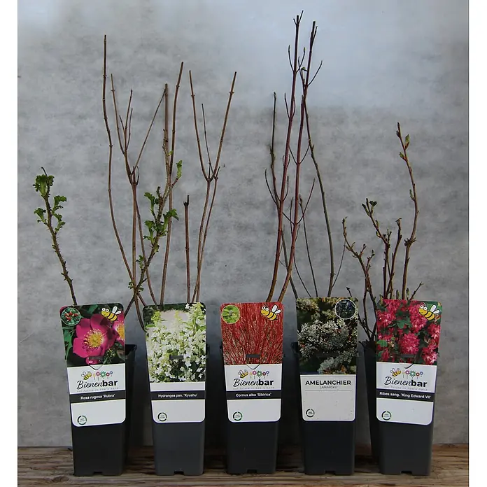 Pflanzen-Mix Blühhecke Rot/Weiß - Rosa rugosa, Amelanchier lamarckii, Ribes sanguineum, Hydrangea paniculata, Cornus alba ‘Sibirica’ - Fünf Topfpflanzen mit kahlen Ästen, teilweise mit grünen Blättern/Knospen, und bunten Etiketten mit Bienensymbol.