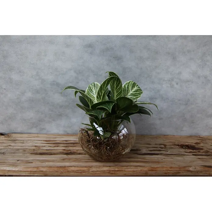 Baumfreund Waterplant im Glas - Philoden-dron 'White Wave', Topfgröße: 23 cm - Kleine grün-weiß panaschierte Pflanze in einer klaren Glasvase mit sichtbaren Wurzeln, auf einer Holzoberfläche.