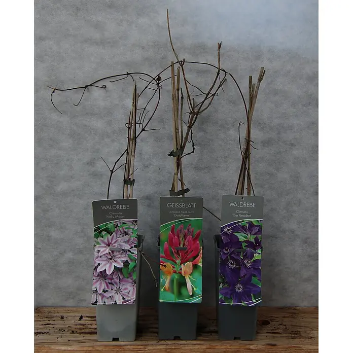 Pflanzen-Mix Kletterkünstler - Clematis 'Nelly Moser' Clematis blau-violett Lonicera heckrotii, Topfgröße: 2, 3 Stk. - Drei Topf-Kletterpflanzen, zwei Waldreben und ein Geißblatt, mit bunten Etiketten, die ihre Blüten zeigen.