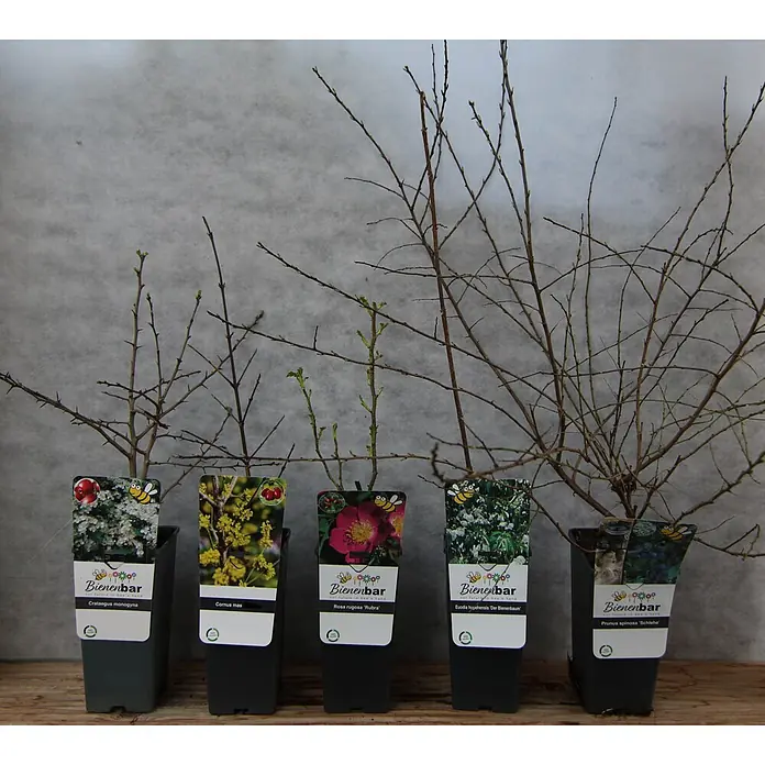 Pflanzen-Mix Naturschutzhecke bunt - 5 Stk., Rosa rugosa, Crataegus monogyna, Cornus mas, Euodia hupehensis, Prunus spinosa - Fünf getopfte junge Pflanzen mit Etiketten, die bienenfreundliche Sorten bewerben.