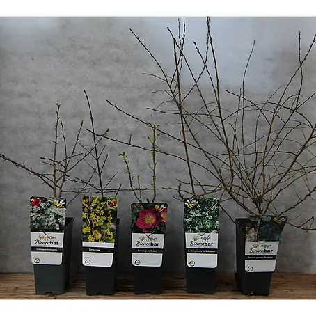 Pflanzen-Mix Naturschutzhecke bunt