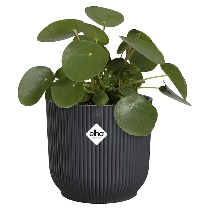 Elho Übertopf rund Vibes Fold - Anthrazit, Außenmaß (Ø x H): 18 x 16,8 cm, Kunststoff - Grüne Pilea-Pflanze in einem dunkelgrauen geriffelten Elho-Topf mit Elho-Logo.