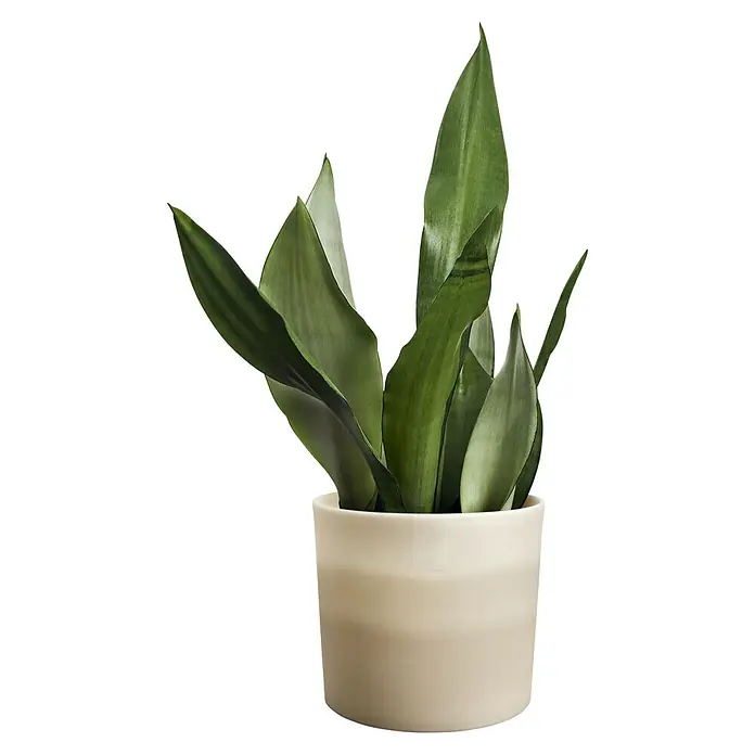 Elho Übertopf rund Colour Gradient - Sandsteinbeige, Außenmaß (Ø x H): 14 x 12,4 cm, Kunststoff - Grüne Sansevieria in einem cremefarbenen Topf.