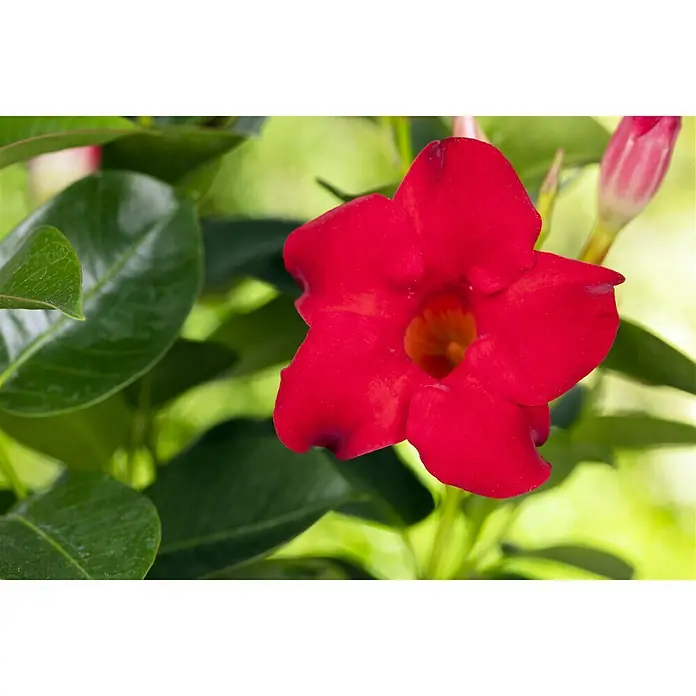 Piardino Dipladenia - Mandevilla sanderi, Topfgröße: 12 cm, Rot - Nahaufnahme einer leuchtend roten Mandevilla-Blüte mit grünen Blättern und einer Knospe im Hintergrund, die ihre Schönheit zeigt.