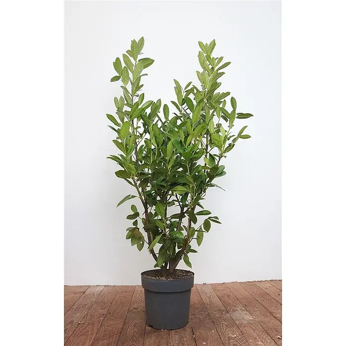 Pflanzen für dich Kirschlorbeer 125-150 cm - Prunus laurocerasus 'Genolia', Aktuelle Wuchshöhe: 125 cm - 150 cm - Eine leuchtend grüne Topfpflanze mit zahlreichen Blättern, in einem dunkelgrauen Plastiktopf.