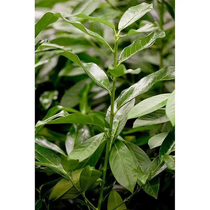 Pflanzen für dich Kirschlorbeer 40-60 cm - Prunus laurocerasus 'Genolia', Aktuelle Wuchshöhe: 40 cm - 60 cm - Lebhafte grüne Pflanze mit glänzenden Blättern und neuem Wachstum am Mittelstiel.