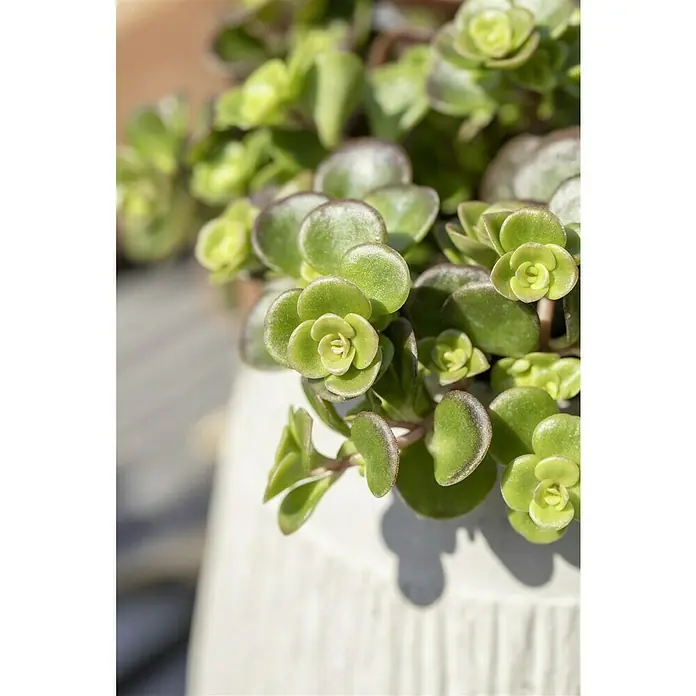 Piardino Garten-Fettblatt - Sedum tetractinum 'Coral Reef', Topfgröße: 13 cm, Gelb - Nahaufnahme einer Sukkulente mit runden, grünen Blättern in einem hellen Topf. Das satte Grün der Pflanze sticht hervor.