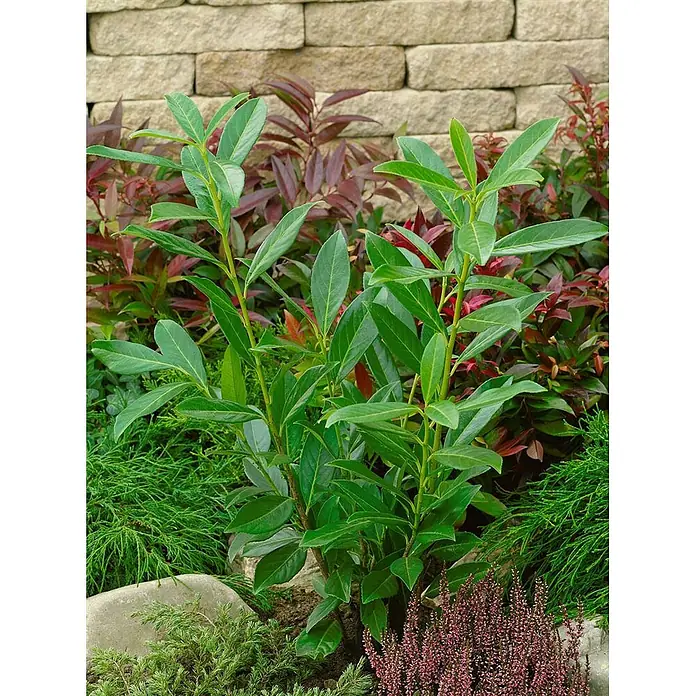 Pflanzen für dich Kirschlorbeer 40-60 cm - Prunus laurocerasus 'Caucasica', Aktuelle Wuchshöhe: 40 cm - 60 cm - Ein leuchtend grüner Zierstrauch mit glänzenden Blättern, aufrecht wachsend in einer vielfältigen Gartenlandschaft.