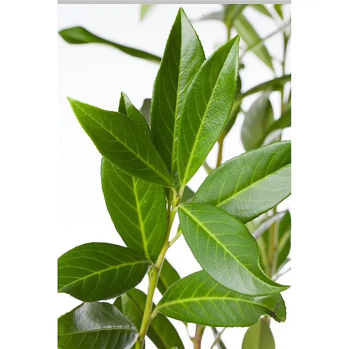 Pflanzen für dich Kirschlorbeer 40-60 cm - Prunus laurocerasus 'Caucasica', Aktuelle Wuchshöhe: 40 cm - 60 cm - Glänzende grüne Blätter an einem Pflanzenstiel mit sichtbaren Blattadern.
