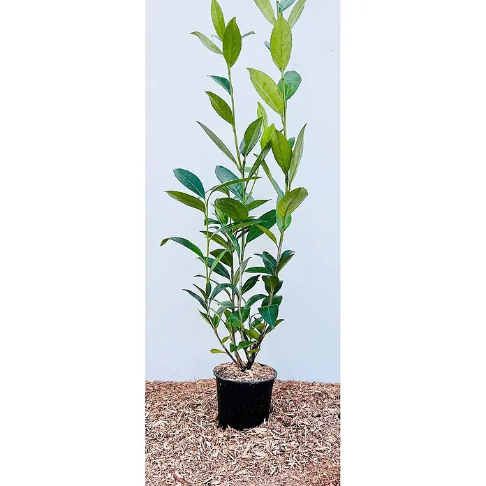 Pflanzen für dich Kirschlorbeer 60-100 cm - Prunus laurocerasus 'Caucasica', Aktuelle Wuchshöhe: 60 cm - 100 cm - Grüne Pflanze im schwarzen Topf, umgeben von Holzspänen.