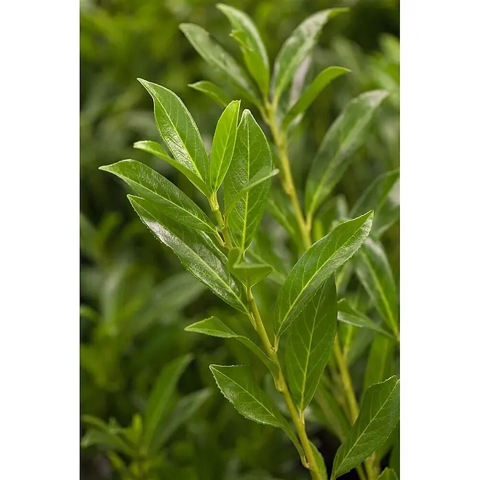 Pflanzen für dich Kirschlorbeer 40-60 cm - Prunus laurocerasus 'Caucasica', Aktuelle Wuchshöhe: 40 cm - 60 cm - Nahaufnahme von leuchtend grünen, glänzenden Blättern an einem Pflanzenstiel.
