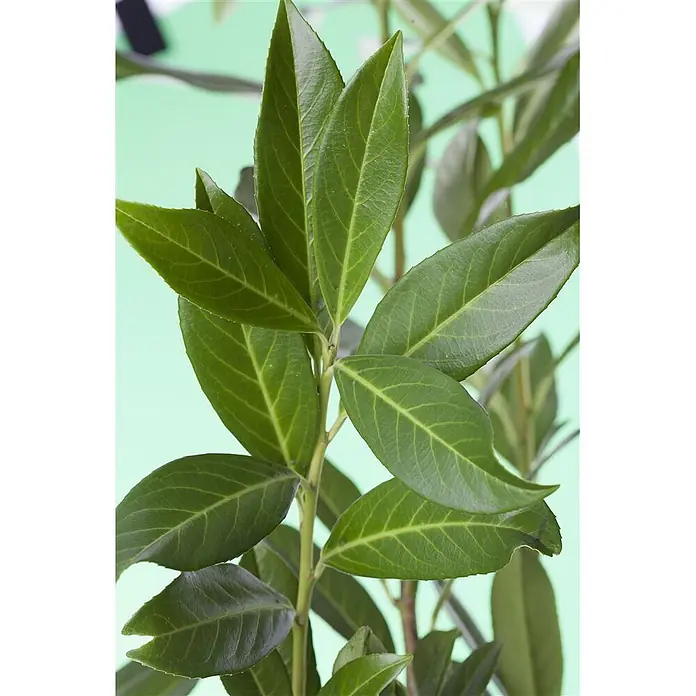 Pflanzen für dich Kirschlorbeer 40-60 cm - Prunus laurocerasus 'Caucasica', Aktuelle Wuchshöhe: 40 cm - 60 cm - Sattes grünes Laub einer Pflanze oder eines Strauchs, mit glänzender Oberfläche und detaillierter Blattaderstruktur.