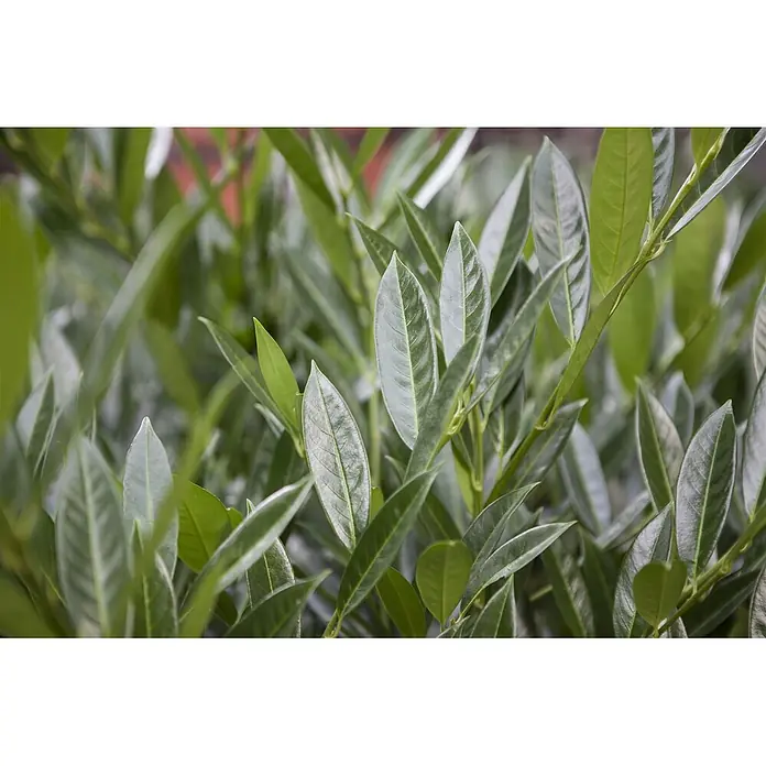 Pflanzen für dich Kirschlorbeer 40-60 cm - Prunus laurocerasus 'Titan', Aktuelle Wuchshöhe: 40 cm - 60 cm - Leuchtend grüne, teilweise glänzende Blätter einer Pflanze.