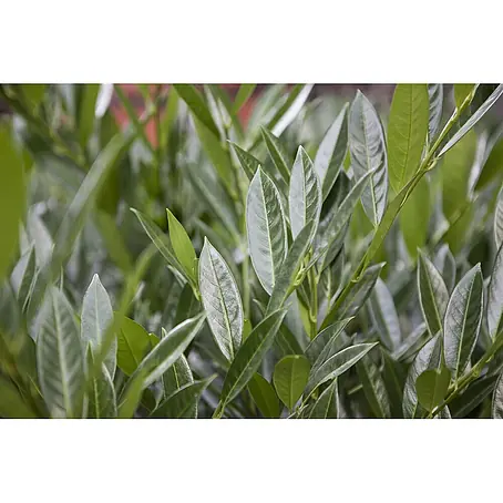 Pflanzen für dich  Kirschlorbeer 60-80 cm