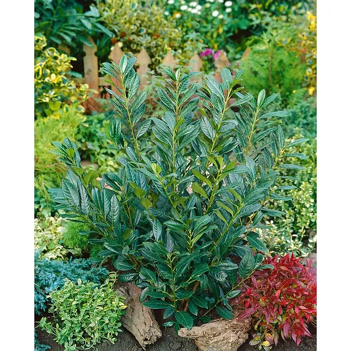Pflanzen für dich Kirschlorbeer 60-80 cm - Prunus laurocerasus 'Diana', Aktuelle Wuchshöhe: 60 cm - 80 cm - Üppiger grüner Gartenstrauch mit glänzenden, länglichen Blättern, in Erde gepflanzt, umgeben von Holzstücken und anderen Pflanzen.