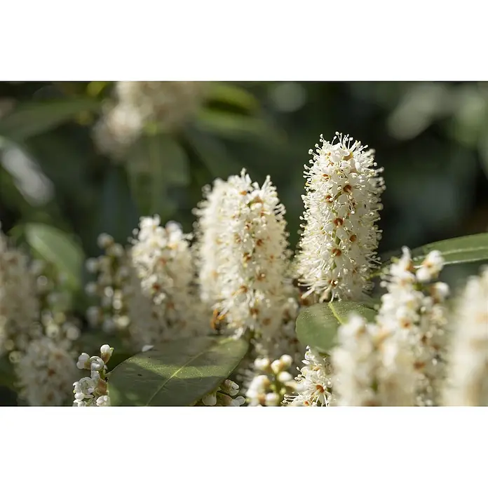 Pflanzen für dich Kirschlorbeer 30-40 cm - Prunus laurocerasus 'Piranha', Aktuelle Wuchshöhe: 30 cm - 40 cm - Weiße, stachelige Blütenstände mit kleinen, braunen Staubblättern vor grünen Blättern.