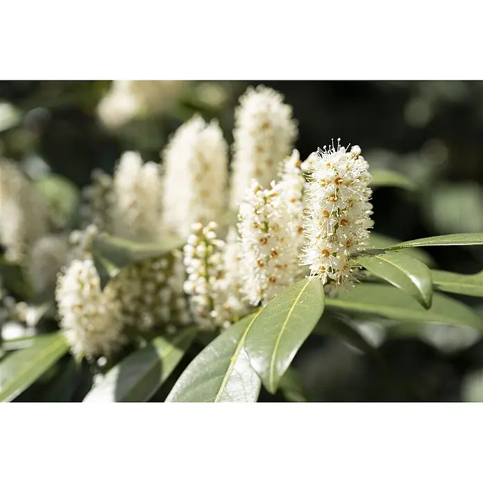 Pflanzen für dich Kirschlorbeer 30-40 cm - Prunus laurocerasus 'Piranha', Aktuelle Wuchshöhe: 30 cm - 40 cm - Nahaufnahme einer Pflanze mit mehreren weißen Blütenständen und grünen Blättern.