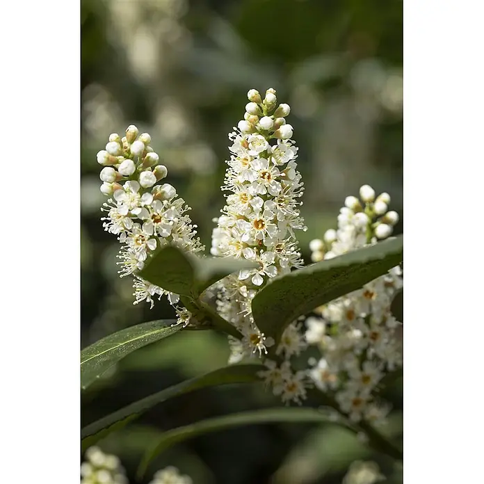 Pflanzen für dich Kirschlorbeer 30-40 cm - Prunus laurocerasus 'Piranha', Aktuelle Wuchshöhe: 30 cm - 40 cm - Weiße Blütenstände mit gelben Zentren und grünen Blättern.