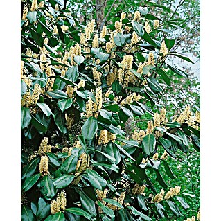 Pflanzen fr dich Kirschlorbeer 40-50 cm online kaufen bei BAUHAUS