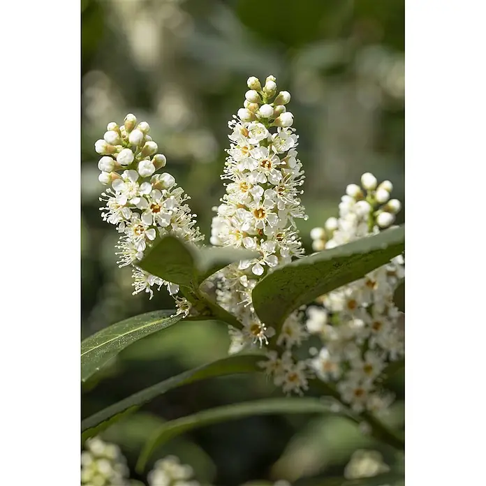 Pflanzen für dich Kirschlorbeer 30-40 cm - Prunus laurocerasus 'Piranha', Aktuelle Wuchshöhe: 30 cm - 40 cm - Nahaufnahme weißer Blüten mit sichtbaren Staubblättern, in aufrechten Rispen, umgeben von dunkelgrünen Blättern.
