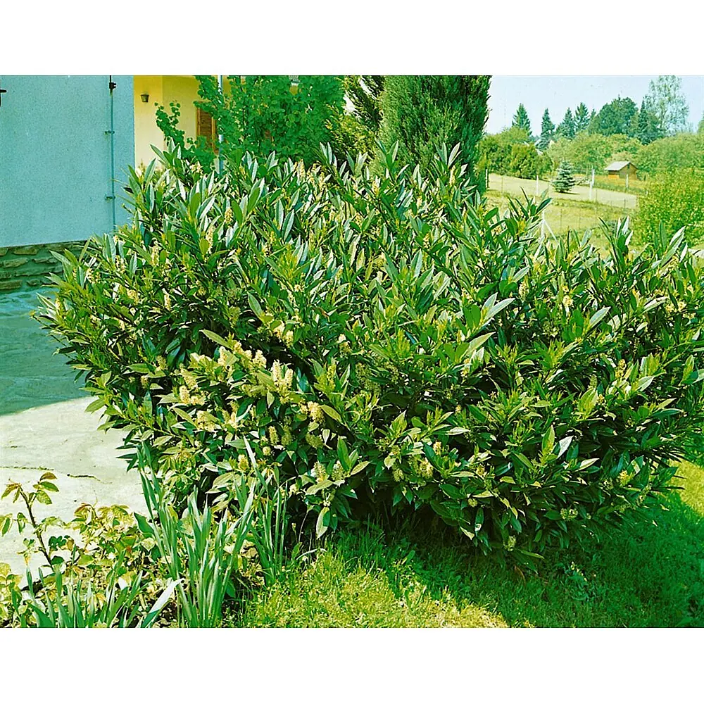 Pflanzen fr dich Kirschlorbeer 40-60 cm online kaufen bei BAUHAUS