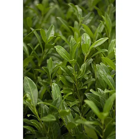 Pflanzen für dich  Kirschlorbeer 40-60 cm