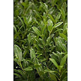 Pflanzen fr dich Kirschlorbeer 100-125 cm online kaufen bei BAUHAUS