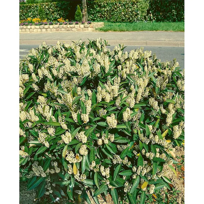 Pflanzen für dich Kirschlorbeer 40-60 cm - Prunus laurocerasus 'Zabeliana', Aktuelle Wuchshöhe: 40 cm - 60 cm - Dichter immergrüner Strauch mit glänzenden grünen Blättern und cremeweißen Blütenständen am Straßenrand.