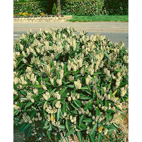 Pflanzen für dich  Kirschlorbeer 60-80 cm
