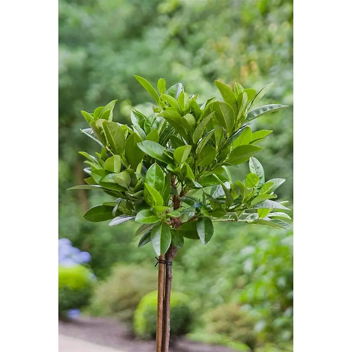 Pflanzen für dich Kirschlorbeer 30-40 cm - Prunus laurocerasus 'Piri', Aktuelle Wuchshöhe: 30 cm - 40 cm - Immergrüne Hochstamm-Pflanze mit braunem Stamm und dichtem Laub.