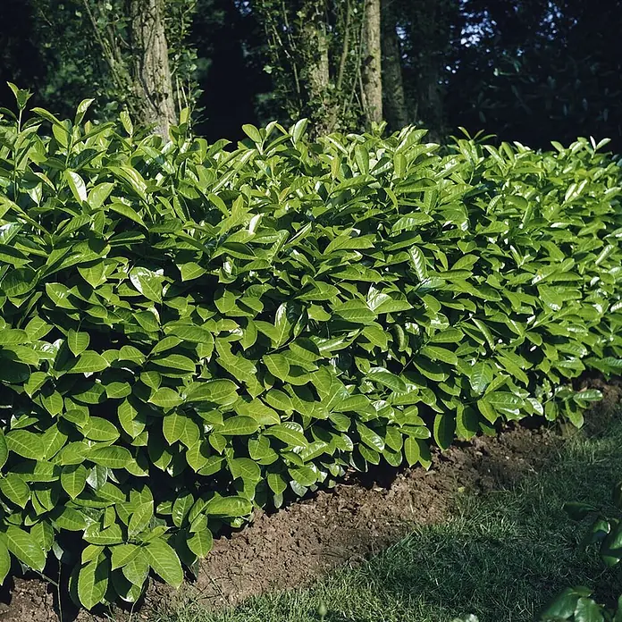 Pflanzen für dich Kirschlorbeer 40-60 cm - Prunus laurocerasus 'Rotundifolia', Aktuelle Wuchshöhe: 40 cm - 60 cm - Eine dichte, leuchtend grüne Hecke mit glänzenden Blättern, die in einem Garten wächst.