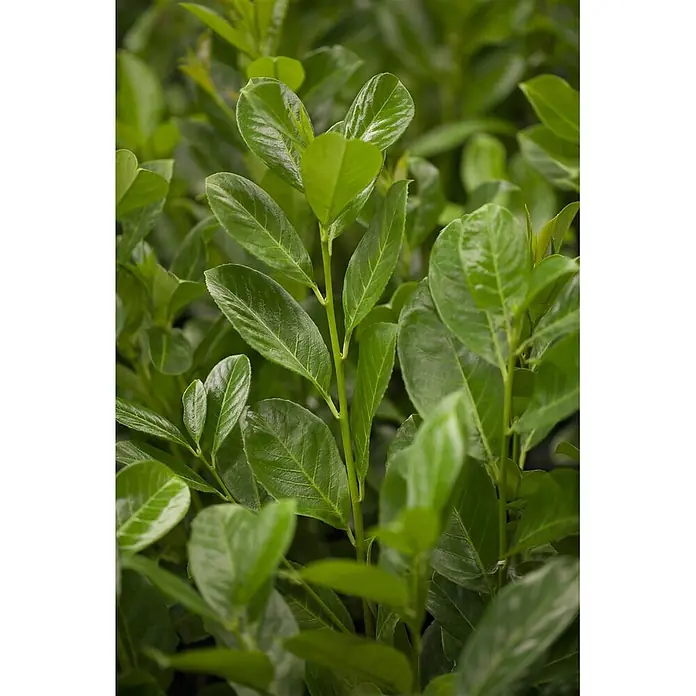 Pflanzen für dich Kirschlorbeer 40-60 cm - Prunus laurocerasus 'Rotundifolia', Aktuelle Wuchshöhe: 40 cm - 60 cm - Sattes grünes Blattwerk einer Pflanze, teils glänzend.
