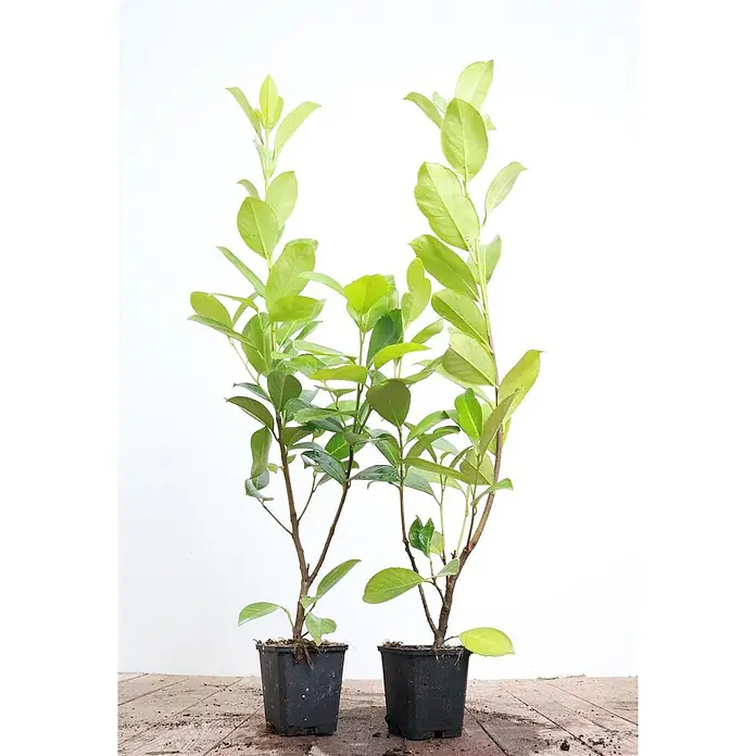 Pflanzen für dich Kirschlorbeer 60-80 cm - Prunus laurocerasus 'Rotundifolia', Aktuelle Wuchshöhe: 60 cm - 80 cm - Zwei junge grüne Pflanzen, möglicherweise Sträucher, in schwarzen quadratischen Plastiktöpfen.