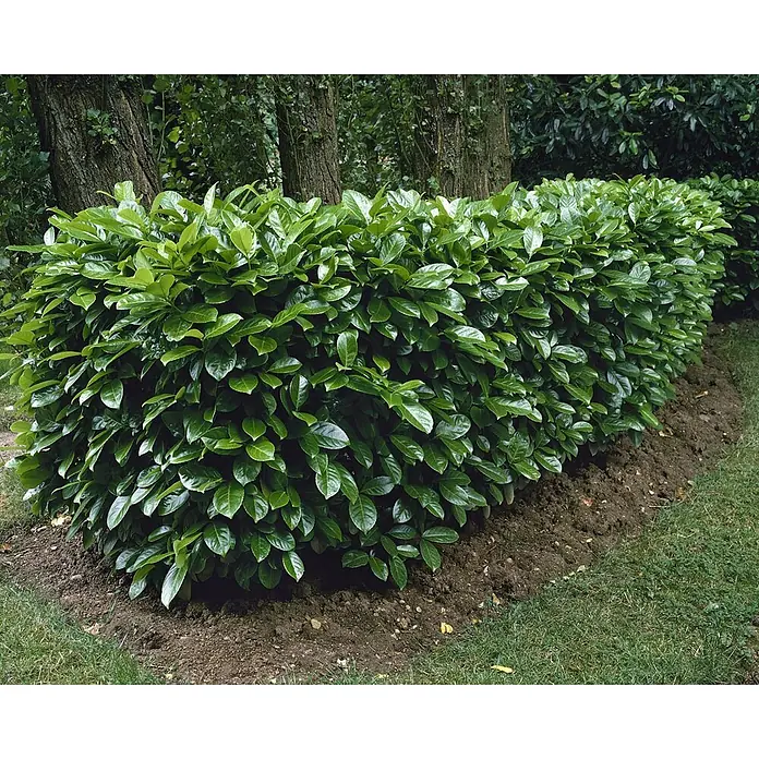 Pflanzen für dich Kirschlorbeer 40-60 cm - Prunus laurocerasus 'Rotundifolia', Aktuelle Wuchshöhe: 40 cm - 60 cm - Üppige, dichte grüne Hecke mit glänzenden Blättern im Garten.