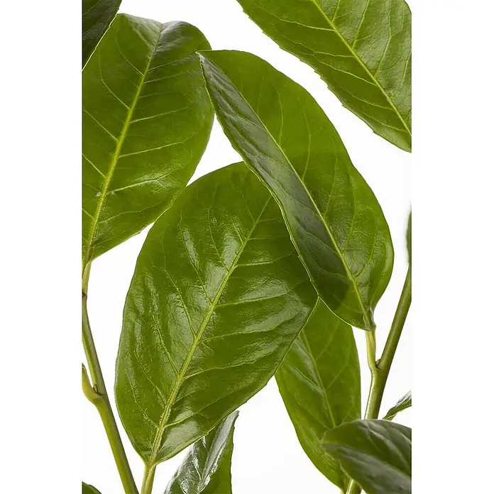Pflanzen für dich Kirschlorbeer 40-60 cm - Prunus laurocerasus 'Rotundifolia', Aktuelle Wuchshöhe: 40 cm - 60 cm - Nahaufnahme glänzender, lebhaft grüner Blätter mit deutlichen Blattadern.