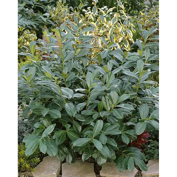 Pflanzen für dich Kirschlorbeer 40-60 cm - Prunus laurocerasus 'Rotundifolia', Aktuelle Wuchshöhe: 40 cm - 60 cm - Dichter, grüner Laubstrauch mit üppigem Blattwerk im Garten.