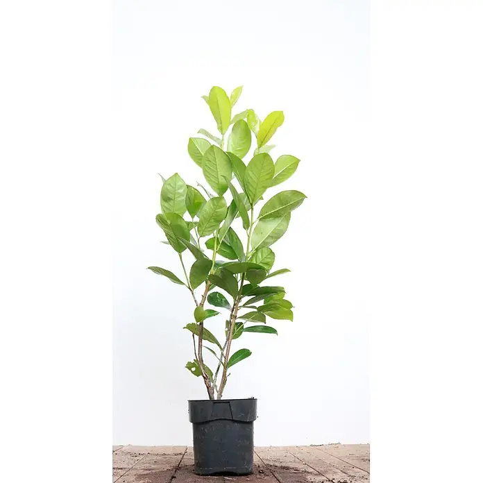 Pflanzen für dich Kirschlorbeer 80-100 cm - Prunus laurocerasus 'Rotundifolia', Aktuelle Wuchshöhe: 80 cm - 100 cm - Grüne Topfpflanze mit mehreren Stämmen und üppigen Blättern in einem schwarzen Plastiktopf.