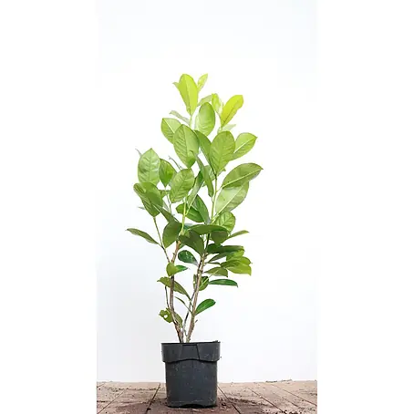 Pflanzen für dich  Kirschlorbeer 80-100 cm