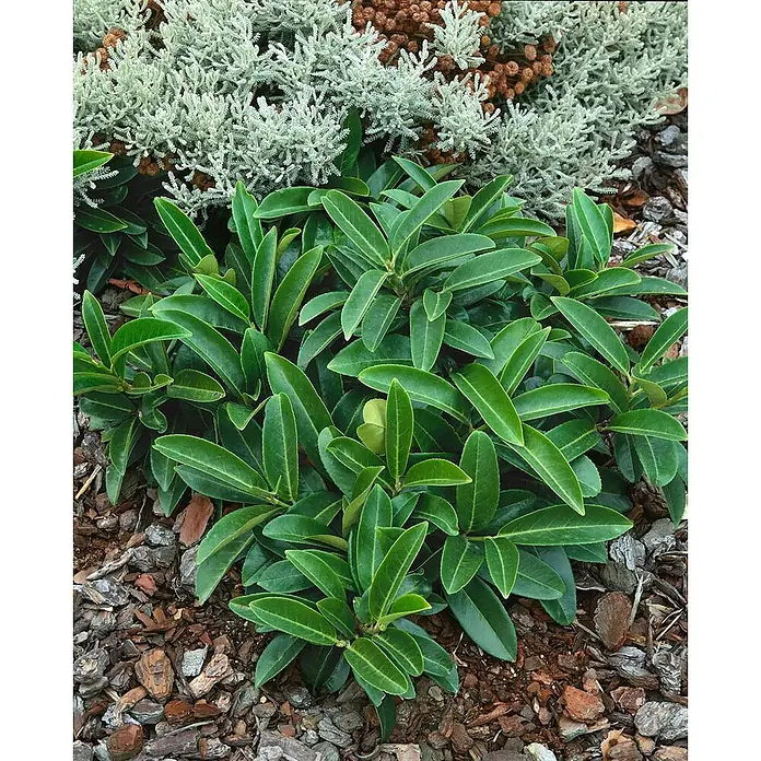 Pflanzen für dich Kirschlorbeer 15-20 cm - Prunus laurocerasus 'Mount Vernon', Aktuelle Wuchshöhe: 15 cm - 20 cm - Kompakte immergrüne Pflanze mit glänzenden grünen Blättern in einem gemulchten Gartenbeet.