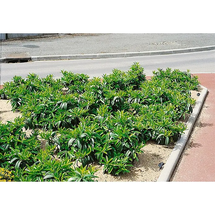 Pflanzen für dich Kirschlorbeer 15-20 cm - Prunus laurocerasus 'Mount Vernon', Aktuelle Wuchshöhe: 15 cm - 20 cm - Üppig grüne Sträucher in einem Landschaftsbeet neben einer Straße und rotem Weg.