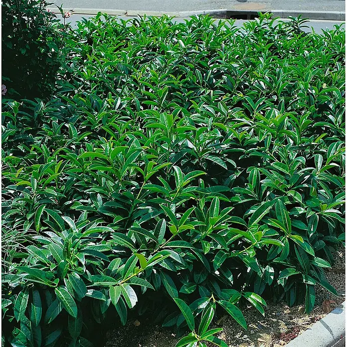 Pflanzen für dich Kirschlorbeer 15-20 cm - Prunus laurocerasus 'Mount Vernon', Aktuelle Wuchshöhe: 15 cm - 20 cm - Dichte Hecke aus leuchtend grünen Pflanzen mit glänzenden Blättern, entlang eines Betonrands gepflanzt.